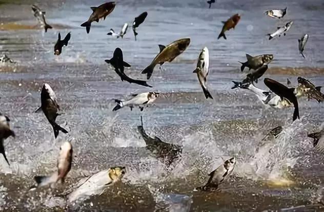 鱼类生病的表现,鱼类赤皮病