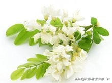 槐花飘香散文集,又是槐花飘香时