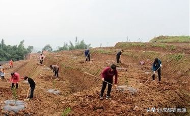 怎样提高刚栽柑橘苗的成活率,柑橘苗栽植时如何消毒