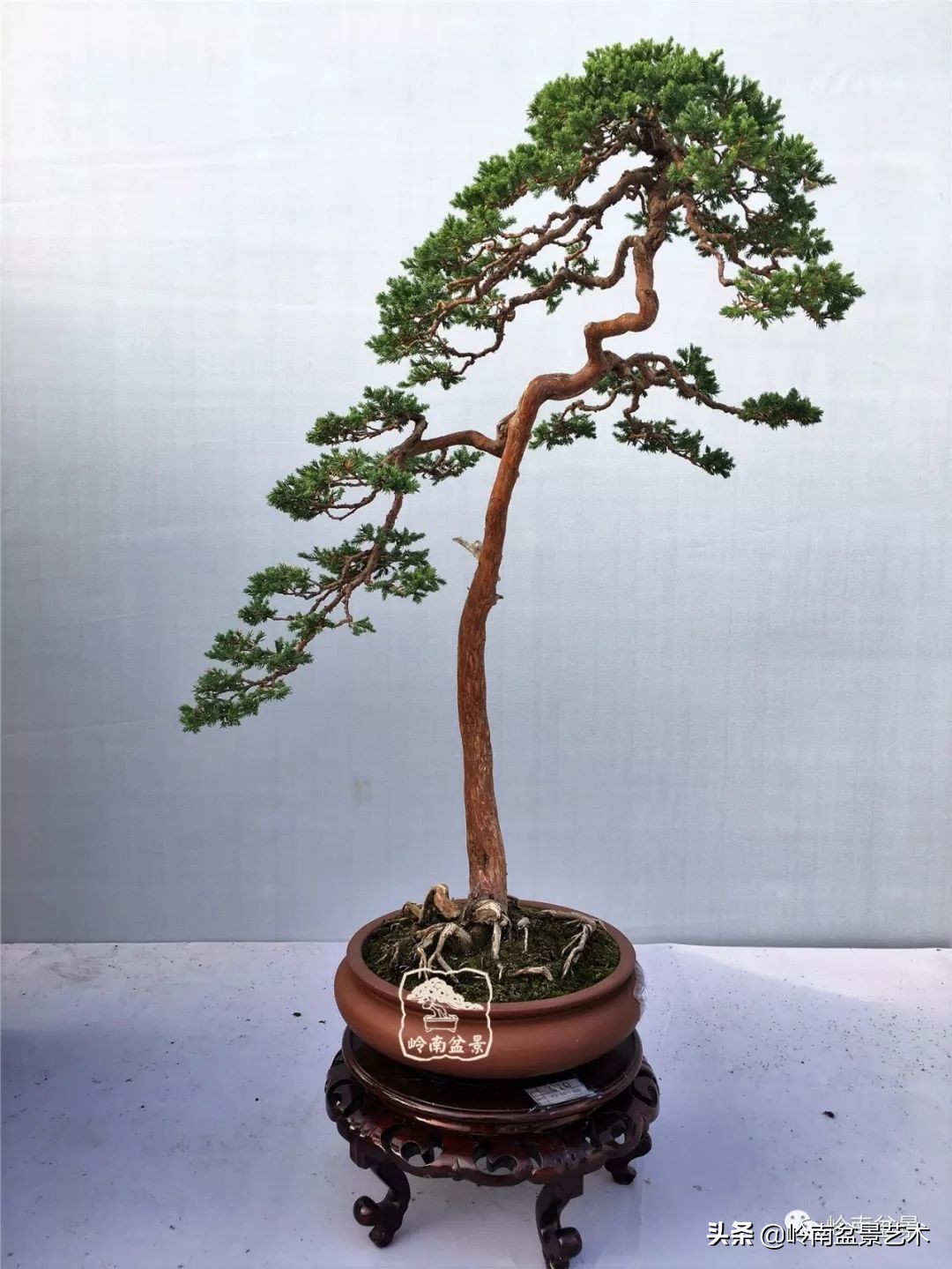 室内十大盆景名贵树种排名,十大盆景名贵树种排名火棘