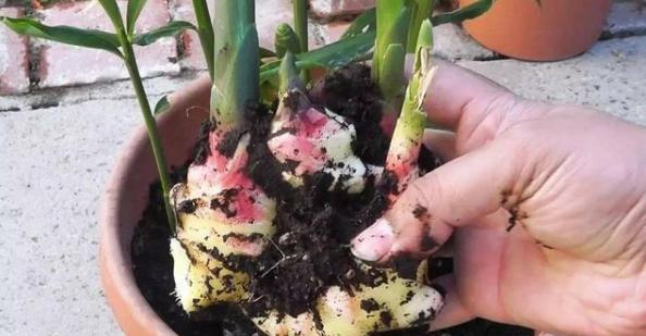家种生姜怎样种植视频教程,在家种植生姜小妙招