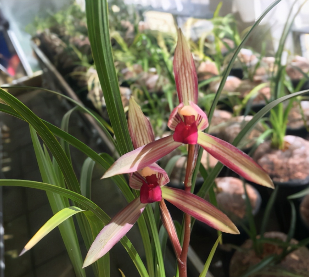 拒绝杂交兰，此兰火了30余年，夺得兰展金奖，顶级红素，芳香四溢