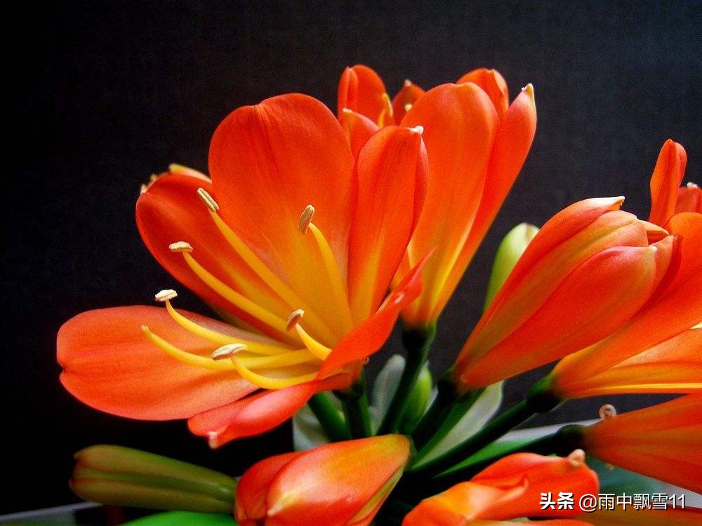 君子兰去年开花的今年还会开花吗,家养君子兰如何管理才开花