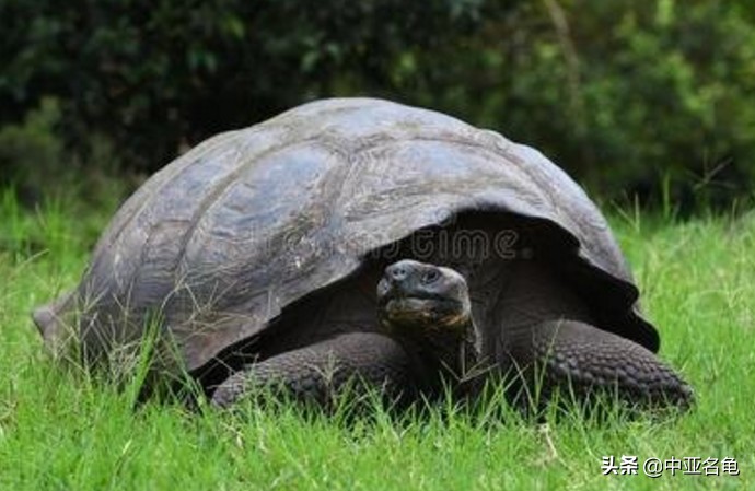 养龟秘籍搞笑,养龟绝招大全视频