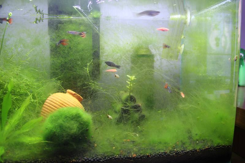 鱼缸里有丝藻黑毛藻青苔怎么清除,草缸除藻最好的鱼虾