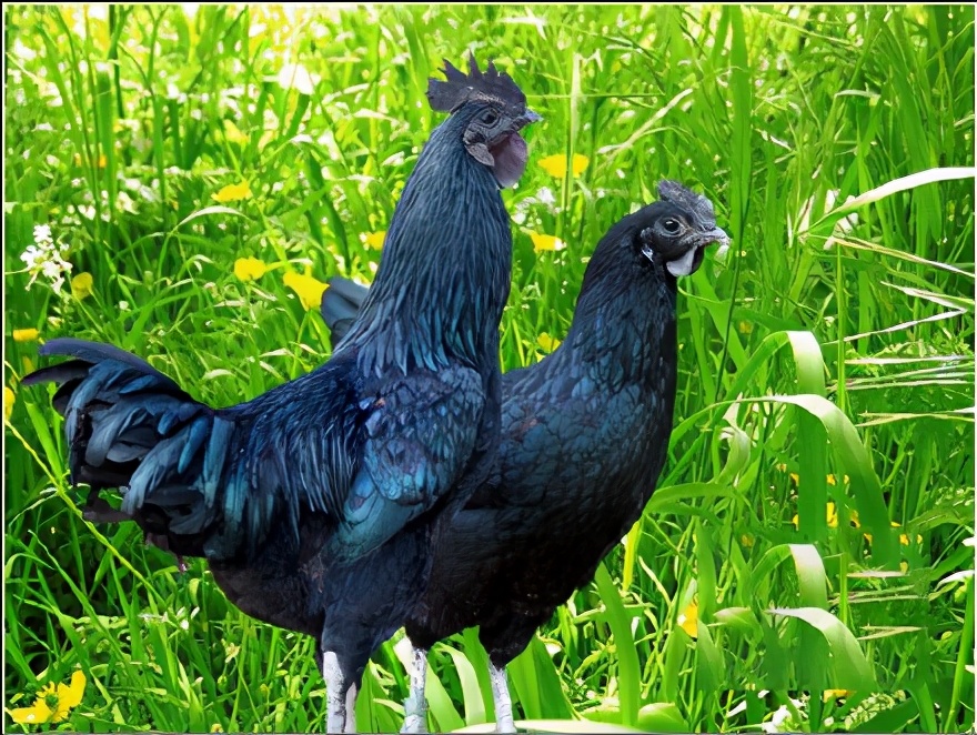 宜昌农村小伙返乡养殖黑鸡,回乡养本地黑鸡的90后小伙