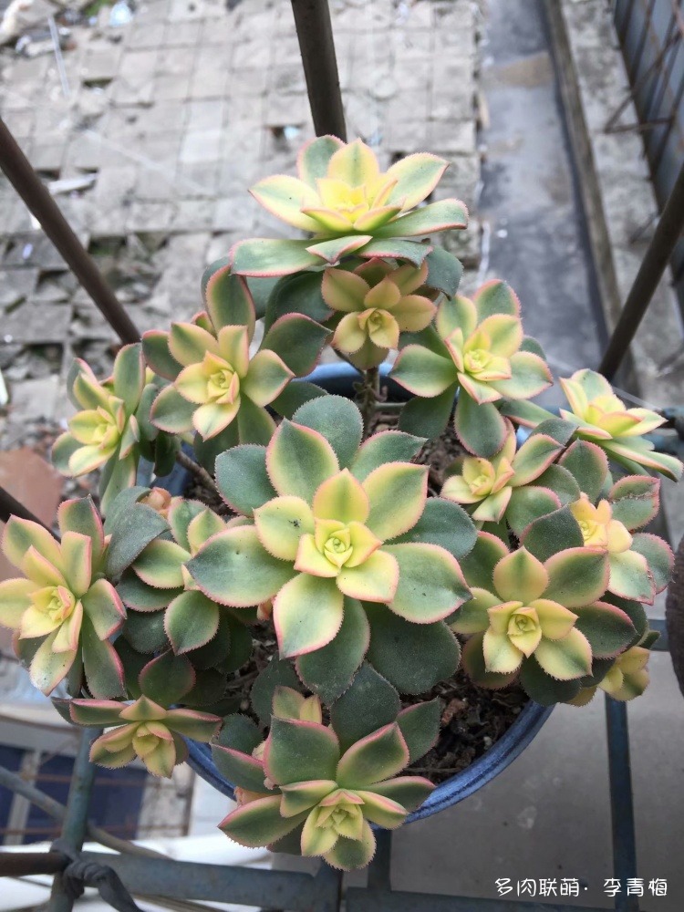 瞧,那个钟情艳日辉的人