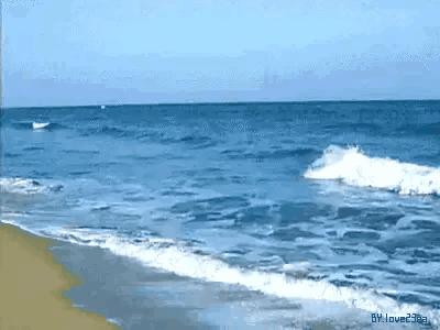 狐狸的尾巴肯定能抓得住,狐狸的尾巴会卷起来吗