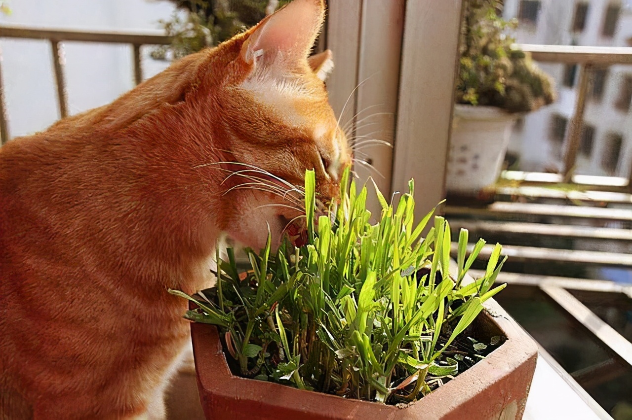 猫薄荷会让猫兴奋咬人,猫薄荷会让猫脾气暴躁吗