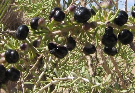 枸杞黑色好还是红的好,枸杞叶子有黑色虫子