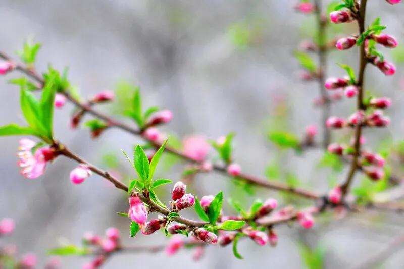 桃树几年苗能结果,桃树怎么管理才能结果