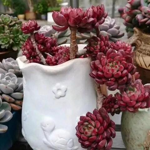 冬天种多肉上盆后多久浇水,入冬了多肉用什么肥料