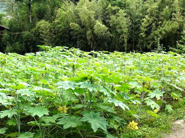 童年的回忆视频,甜甜的童年回忆