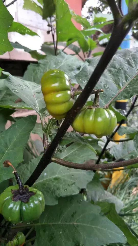 学会这个方法一个夏天不被蚊子咬,果树成熟了怎样防止鸟儿偷吃