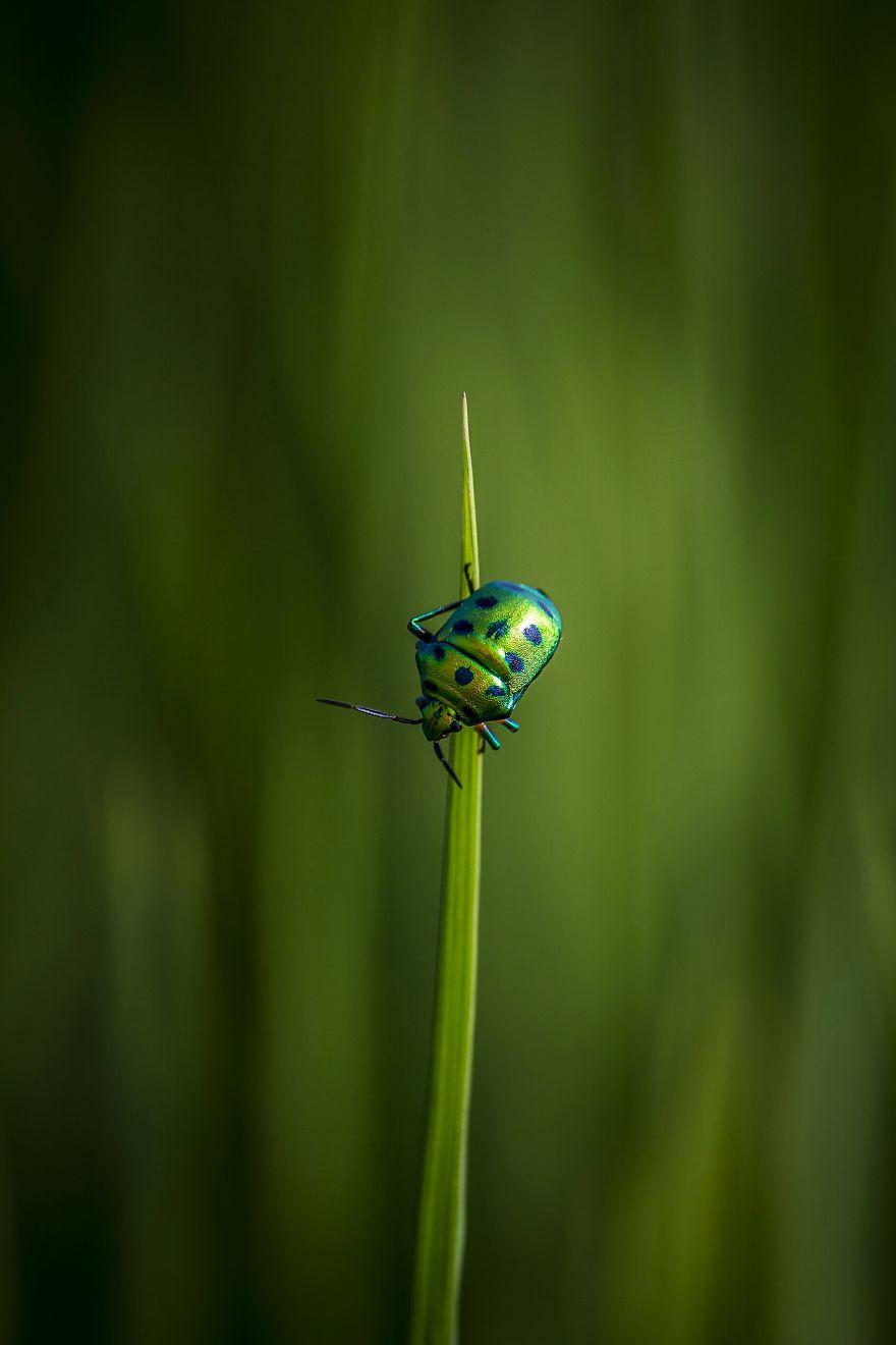 生物世界真的很奇妙,大自然中奇妙的生物