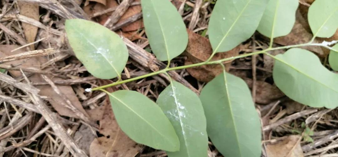 桉木虱防治效果,桉木虱危害部位