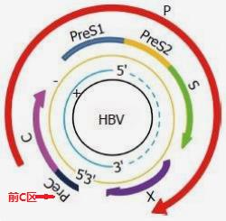小三阳和乙肝小三阳有区别吗,乙肝小三阳和小三阳携带者区别