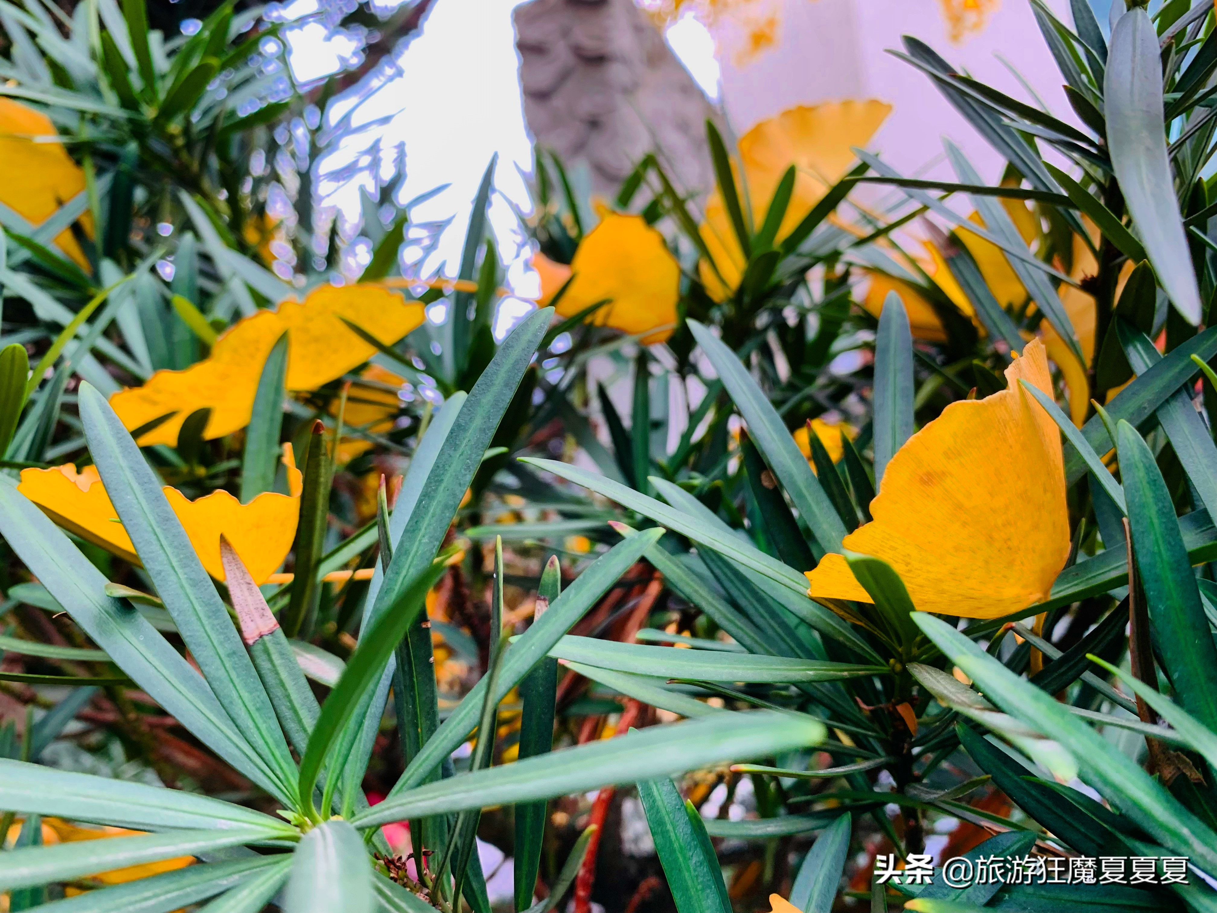 成都荷花池周围游玩,成都荷花池周围的景点