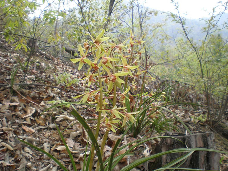 蕙兰怎么养出花苞,蕙兰长花苞怎样养护