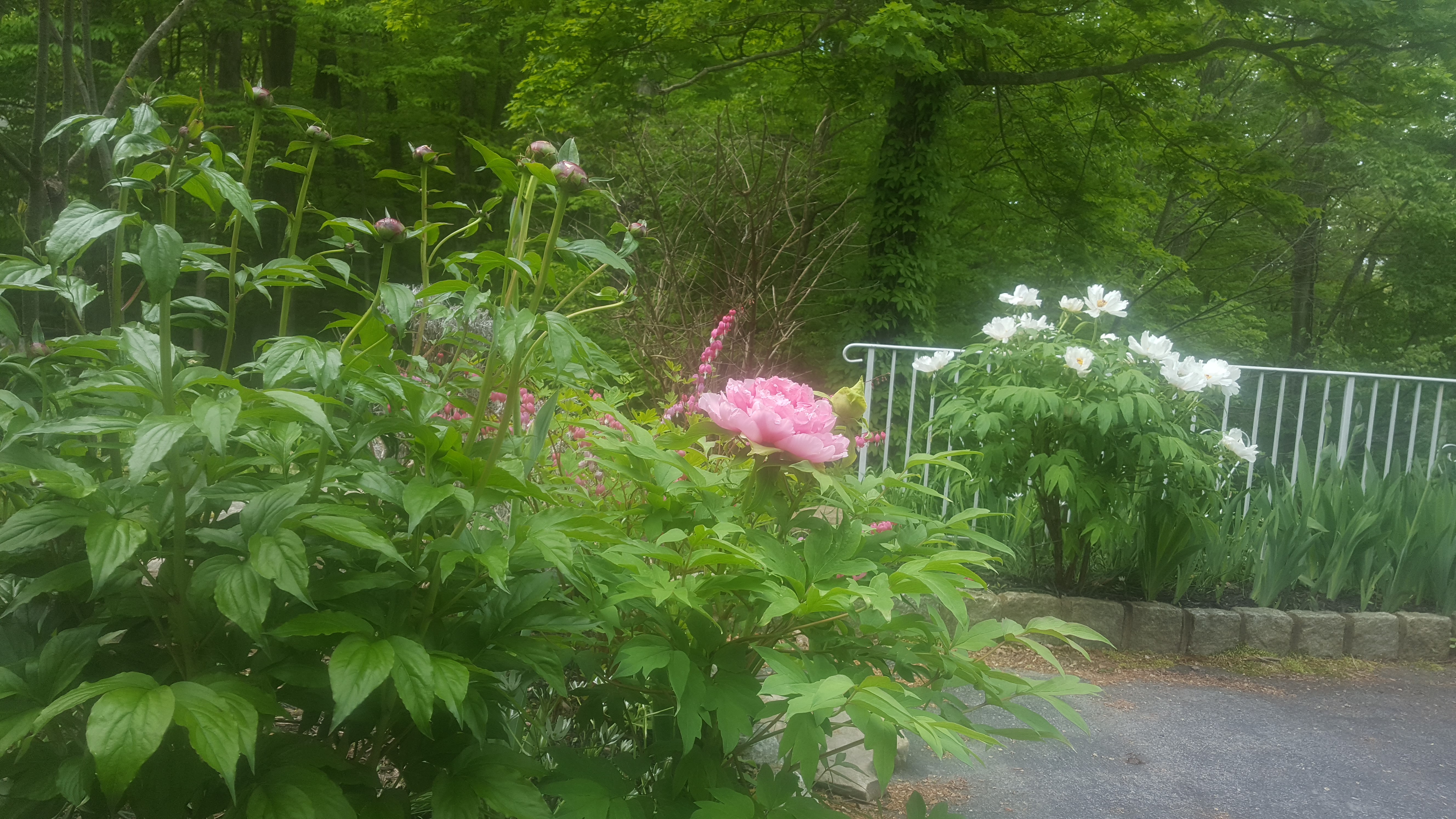 花间语|牡丹花们的老祖宗:凤丹白