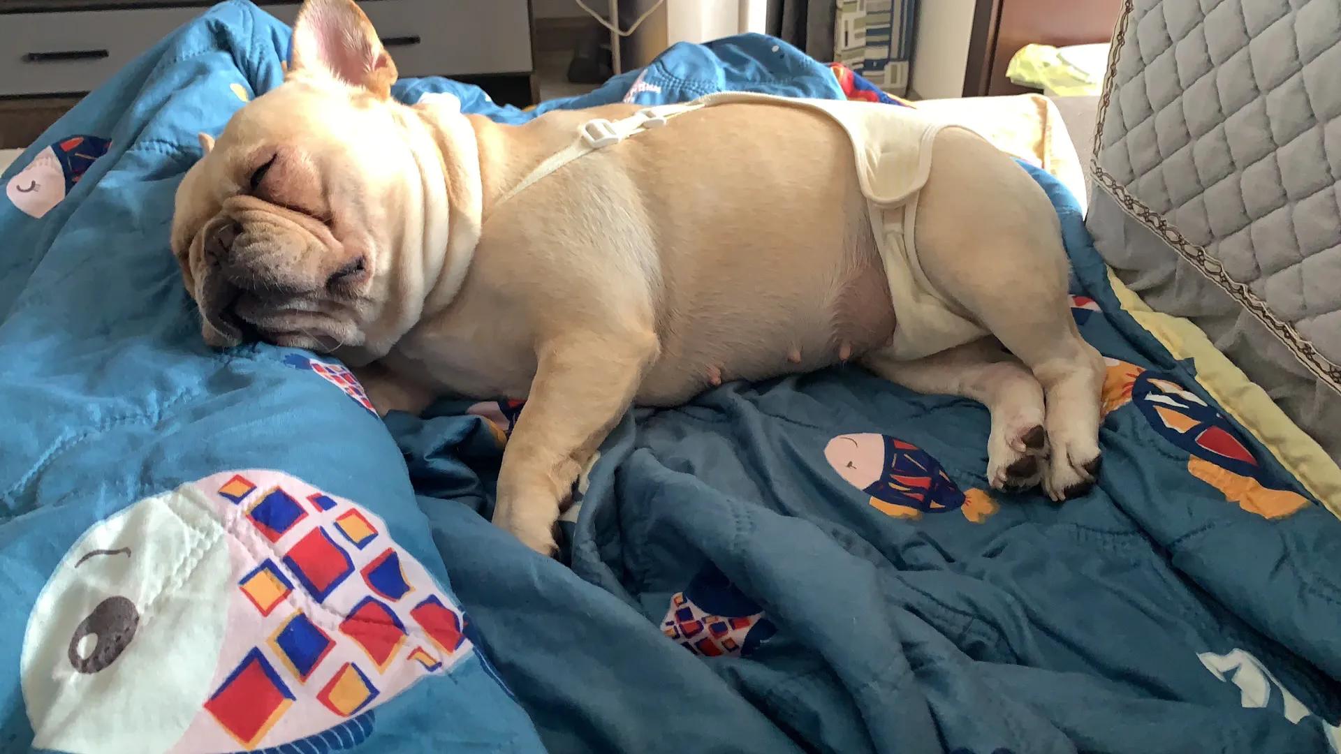 法斗公犬发情的症状,法斗雄性犬发情了怎么办