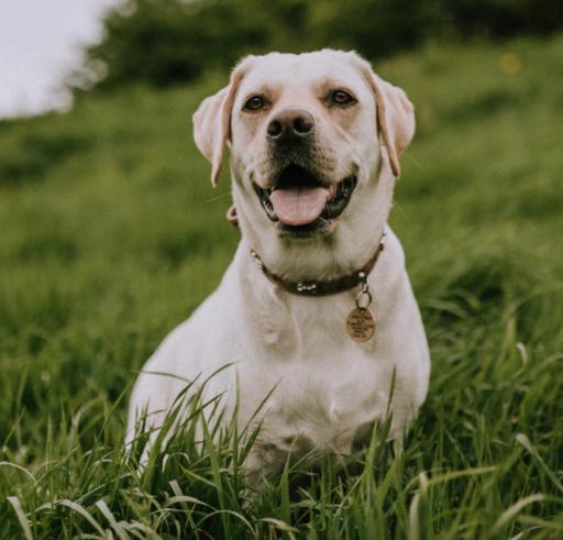 狗狗鼻子干燥变湿润了,狗狗鼻子干燥是生病了吗
