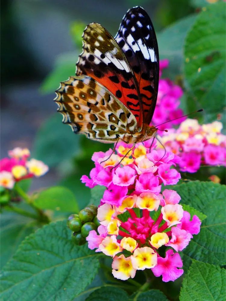 花卉五色梅的养植,如何才能让五色梅复花