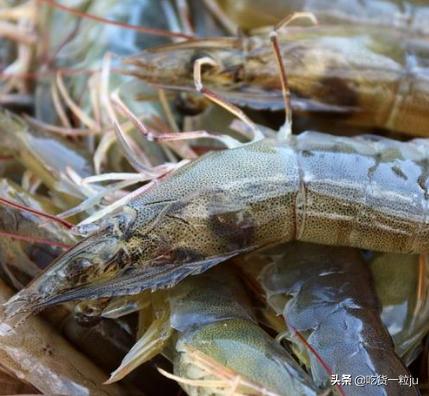 怎么挑选基围虾比较新鲜,买基围虾回来怎么弄