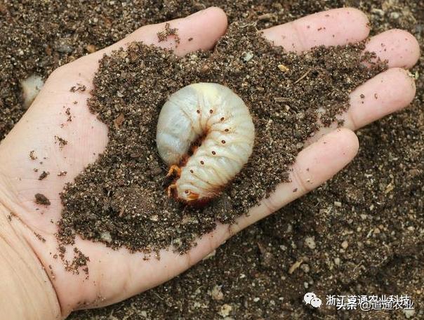 花生苗出来了地下有蛴螬怎么办,地下蛴螬和地老虎应该施什么药治