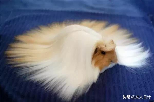 致命的60种动物,这100种动物你都认识吗