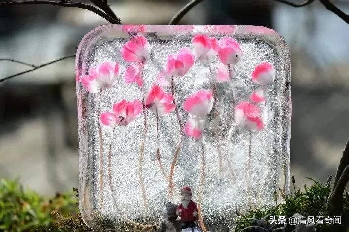 冻冰花美篇,冻冰花的美篇