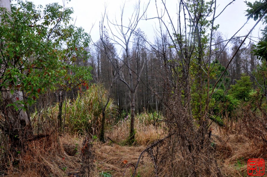 浙江母亲河钱塘江,浙江台州春风