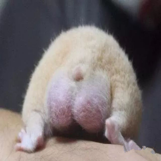 仓鼠的发情期怎么配对,仓鼠发情主人帮忙