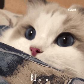 猫难养吗,猫难养么