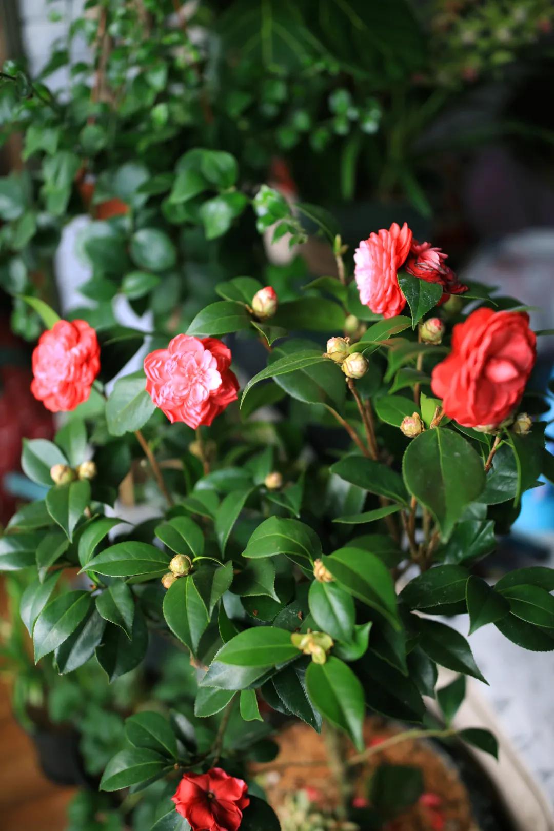 就地过年的新气象,原来就地过年也可以很欢乐