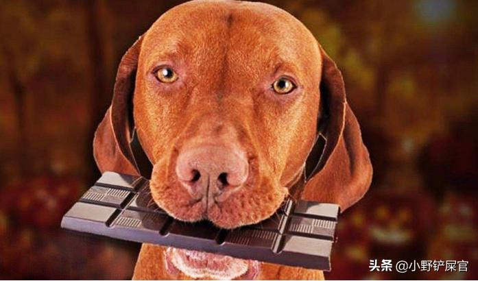 狗狗偷吃巧克力了怎么办,狗狗偷吃了巧克力面包怎么办