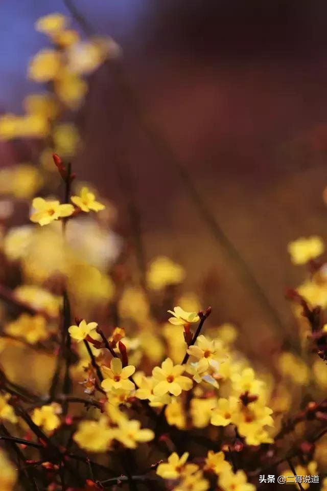 春日青岛游玩攻略,春日出游青岛