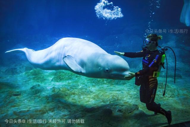 看长隆烟花,珠海长隆看烟花拍摄