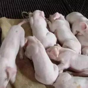 猪场为啥不招聘了,猪场招聘什么条件