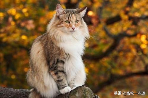 教猫戴牵引绳,教猫咪戴项圈