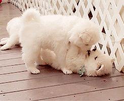 领养狗狗新西兰,新西兰如何养宠物狗狗呢