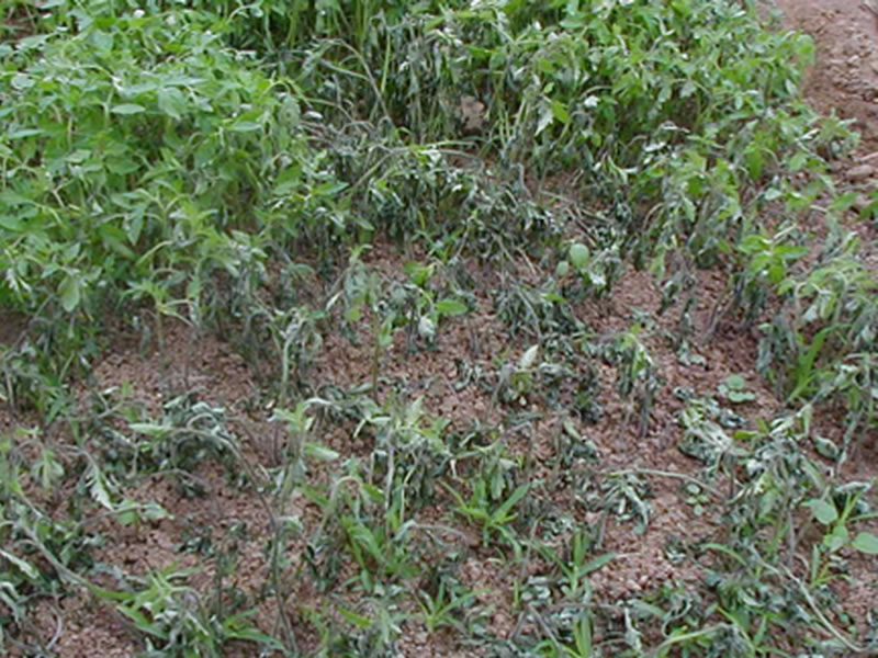 辣椒苗根部长白霉点是什么原因,辣椒茎杆腐烂并长白霉是什么病