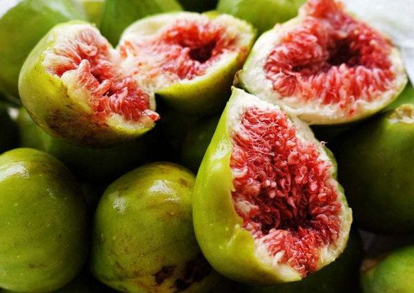 无花果被称为生命之果,生命之树盆栽