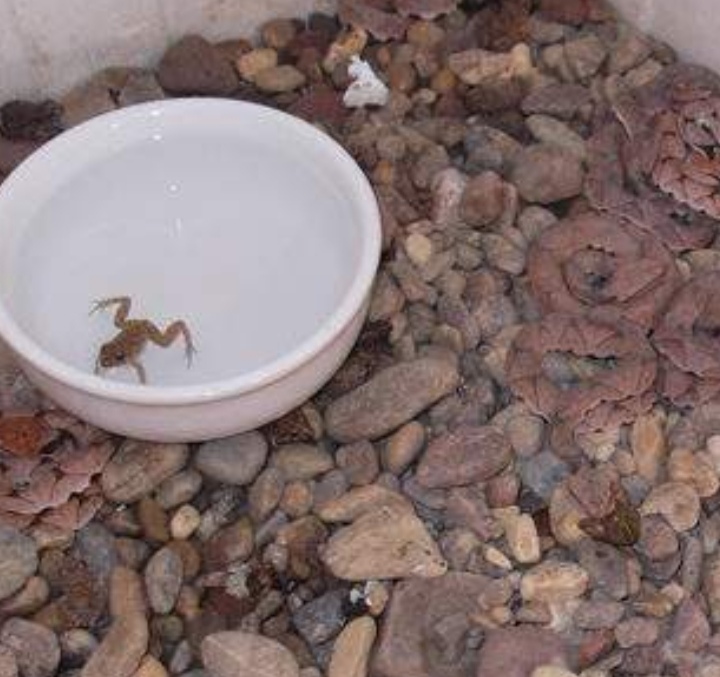 从孵化开始养蛇,幼蛇从母体出生