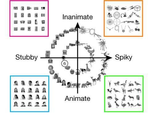 大脑靠什么识别物体,我们的大脑是什么样子