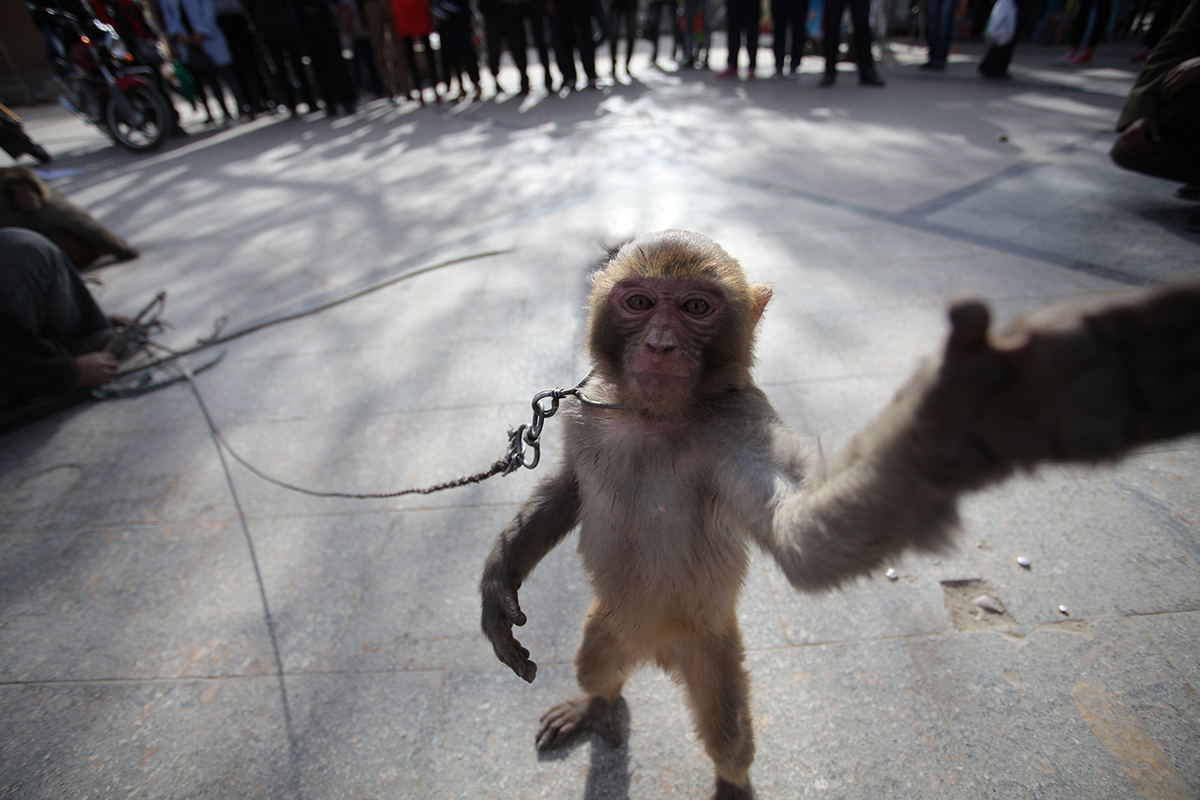 兰州耍猴人,甘肃兰州的耍猴艺人