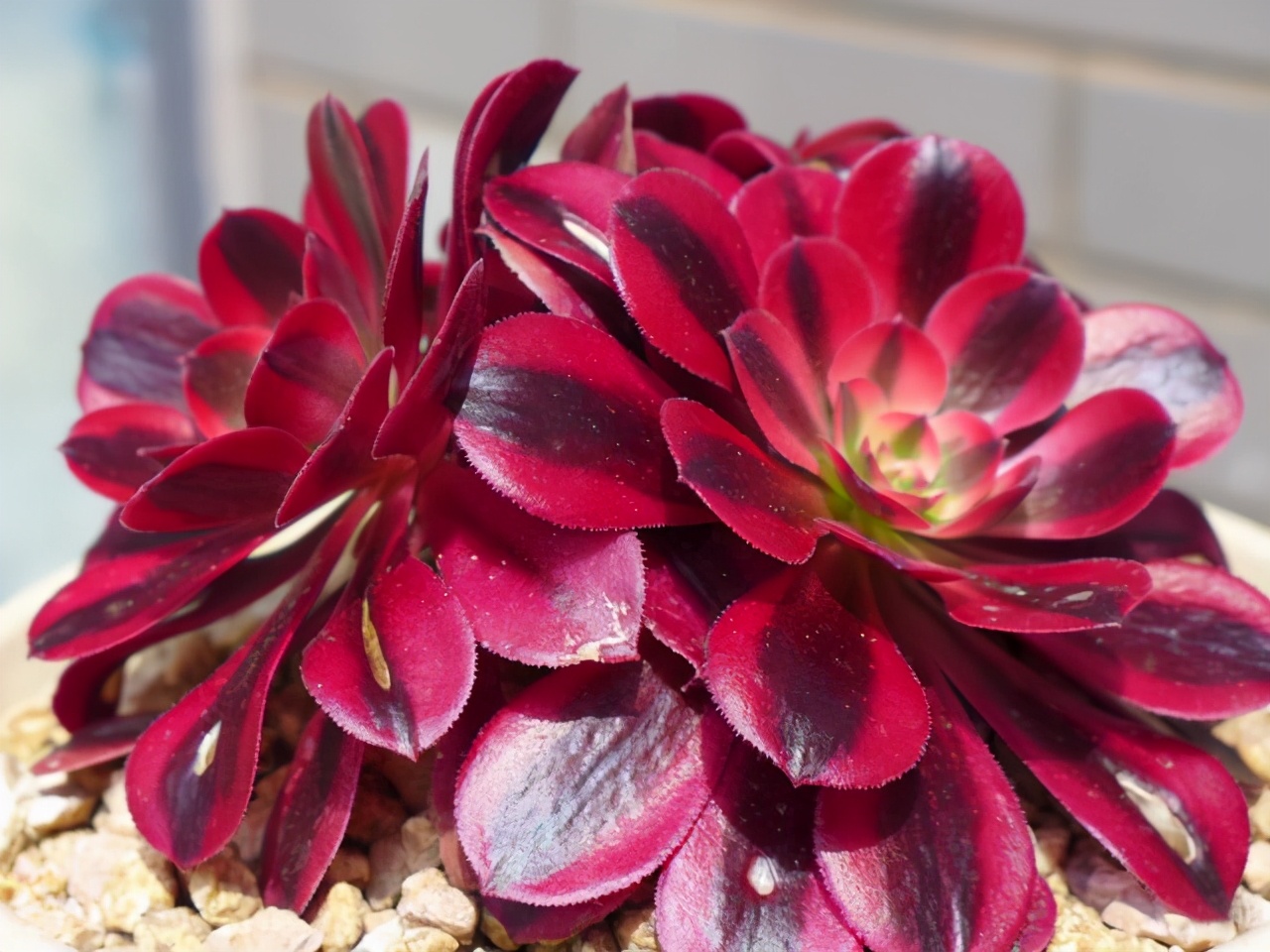 多肉轻微徒长能拯救吗,多肉爆崽怎样才能快速长大