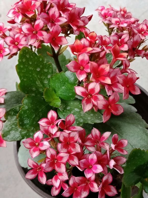 养花草叶子蔫了怎么办,养了3年的长寿花如何养护