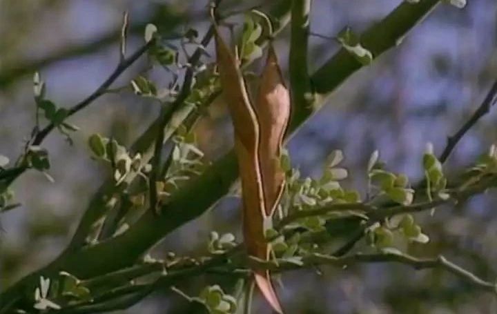 植树节的重大事件,凶案深处植树节是哪一集