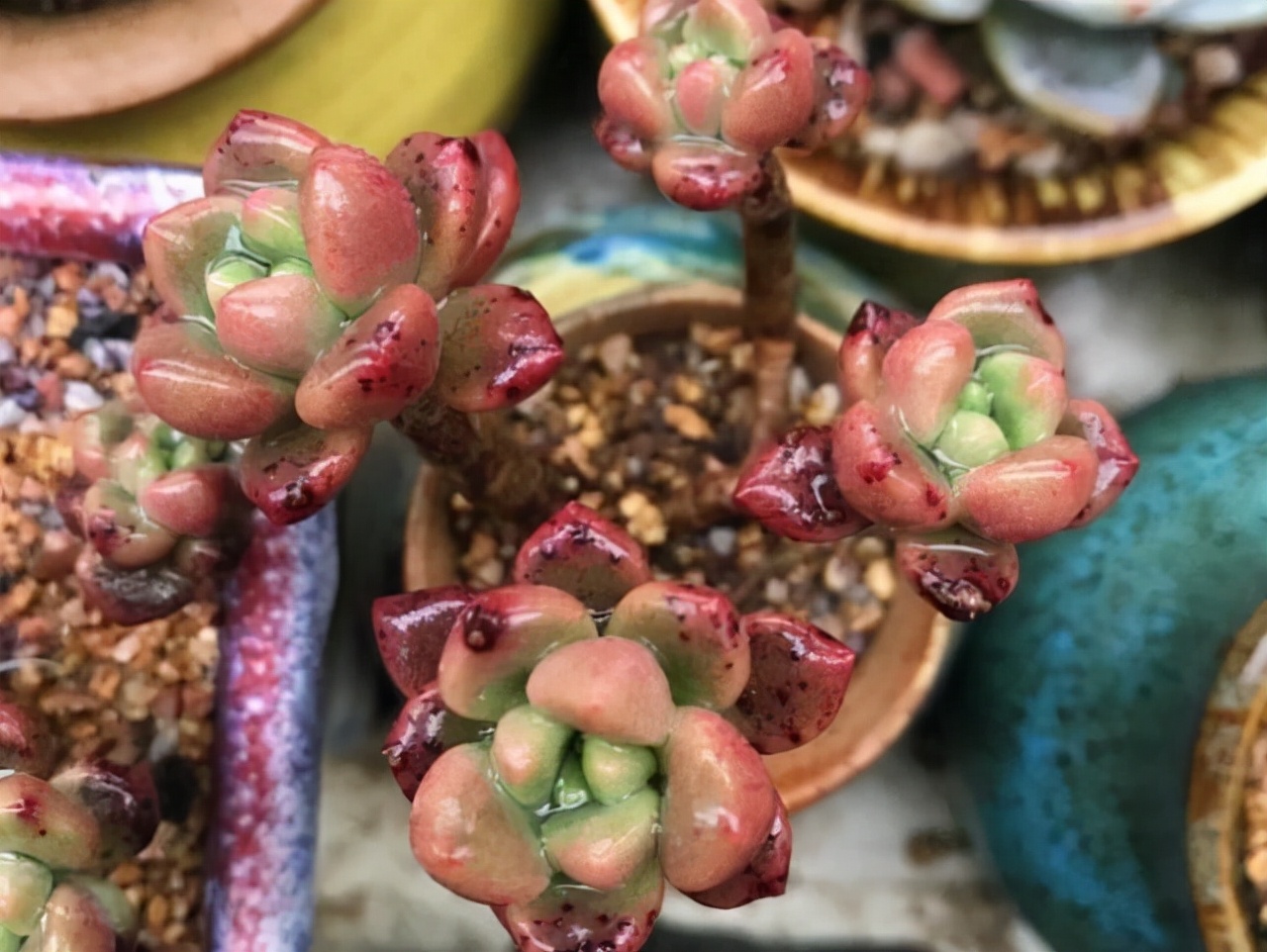 旋叶姬星美人多肉有香味吗,自带香味的多肉推荐